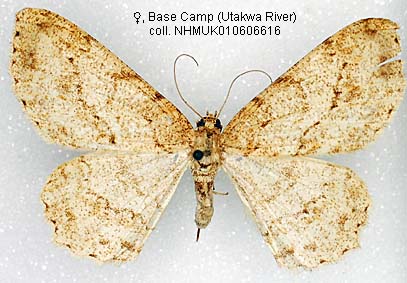 Papua Insects Foundation (Lepidoptera/Geometridae(Ennominae)/Ectropis ...
